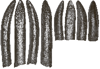 Строение зубов позднемеловых завропод Казахстана свидетельствует об их принадлежности к лавразиатской группе титанозавров