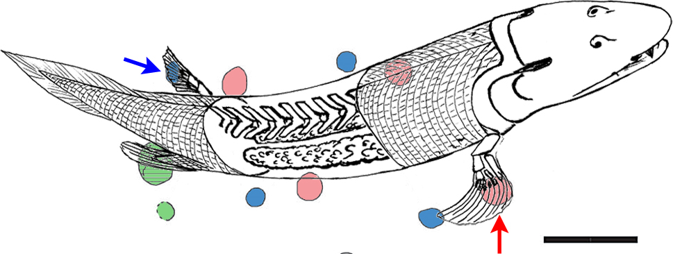 Как велика может быть рыба, способная ходить по земле? Теоретический анализ на основе наблюдений четырех родов амфибиотических рыб из южного Вьетнама
