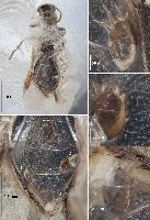Древнейшие ископаемые клещи-хемисаркоптиды, путешествовавшие на жуках