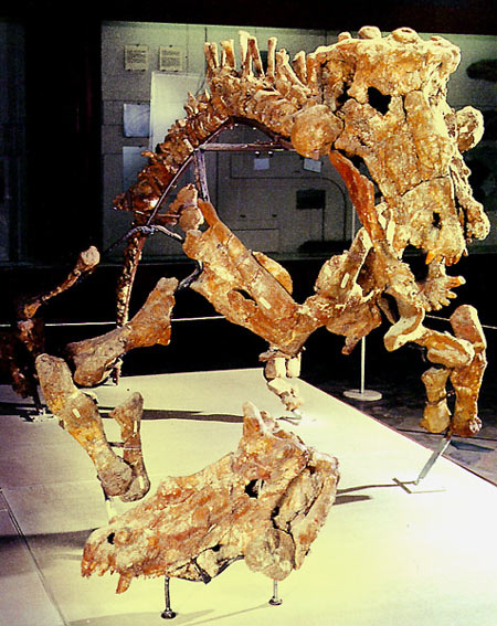 Скелет тероморфа Estemmenosuchus (эстемменозуха)