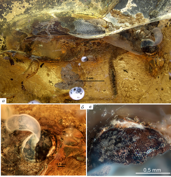 Энтомопатогенные грибы в палеонтологической летописи 