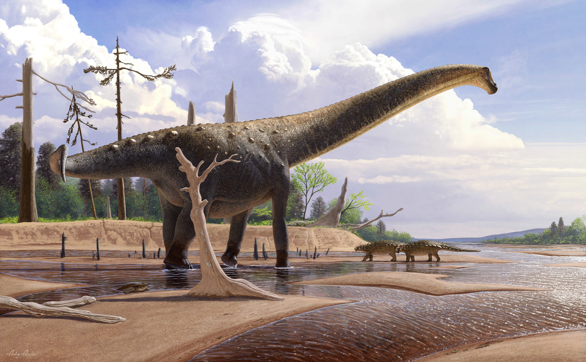 Странный хвост гигантского динозавра из Монголии