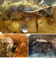 Энтомопатогенные грибы в палеонтологической летописи