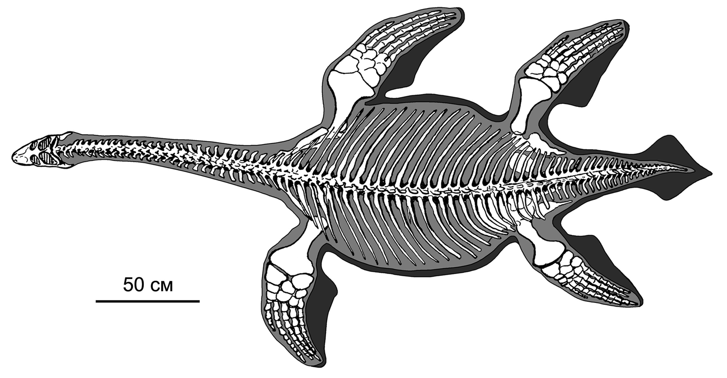 Хвост плезиозавра был горизонтальным, как у кита