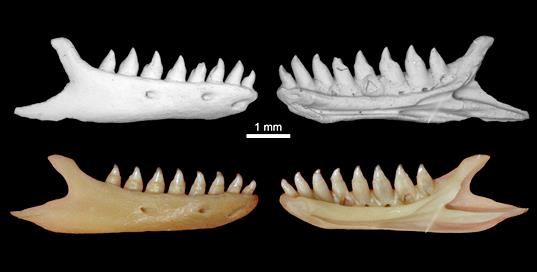 Нижняя челюсть ископаемой амфисбены (сверху) из семейства Cadeidae из пещеры Эль-Аброн в сравнении с современной кубинской пятнистой амфисбеной Cadea blanoides (снизу). По: Syromyatnikova et al., 2020, с изменениями.