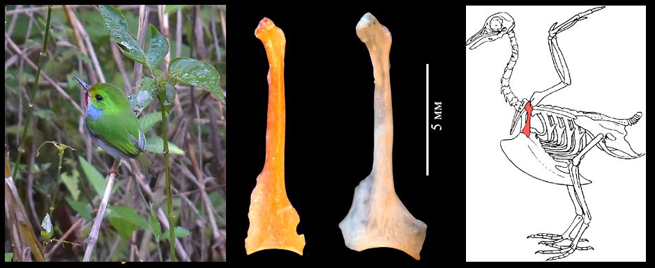 Слева – современный кубинский тоди Todus multicolor (фото Э. Аранда); в центре – ископаемая кость (коракоид) тоди из пещеры Эль-Аброн в сравнении с таковой современного вида (более светлая); справа – положение коракоида в скелете птицы. По: Зеленков, Гонсалес, 2020, с изменениями