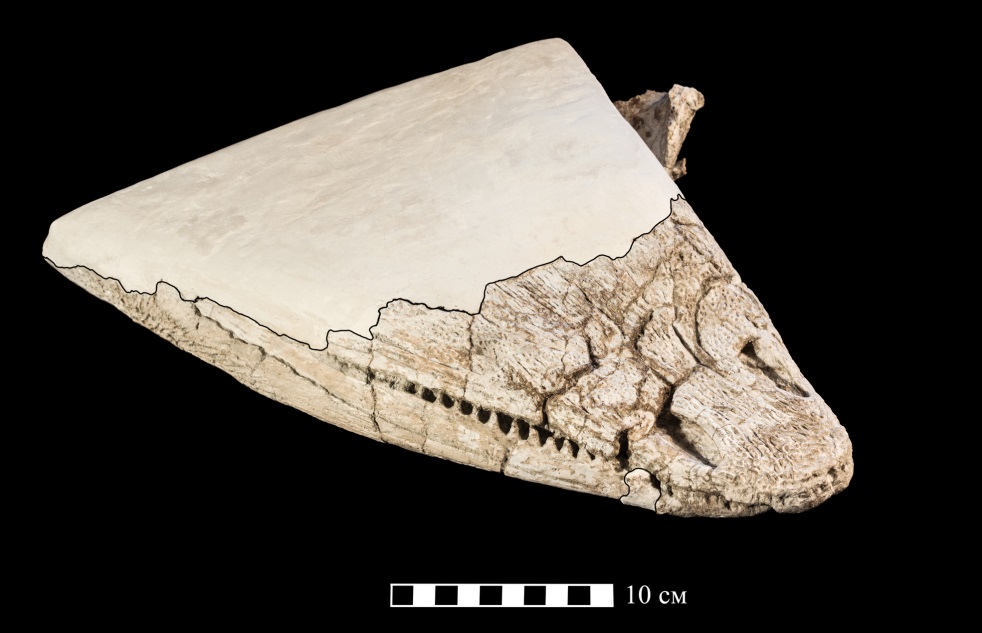 Череп Benthosuchus lukyanovi после препарирования