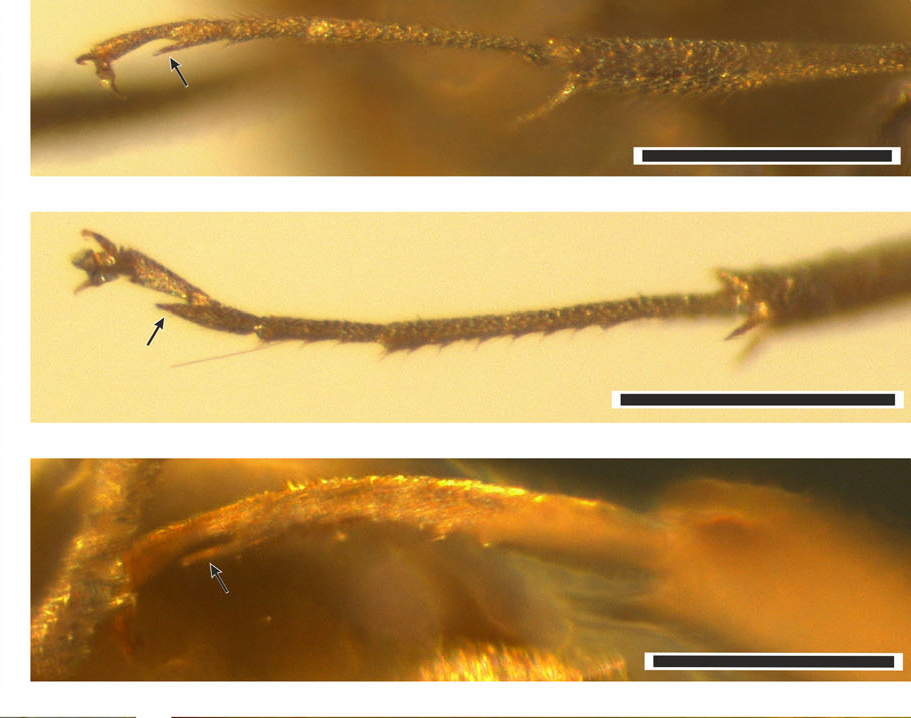 Конечности бурморуссуса, ланцетовидный отросток показан стрелкой. Длина масштабного отрезка 0.2 мм
