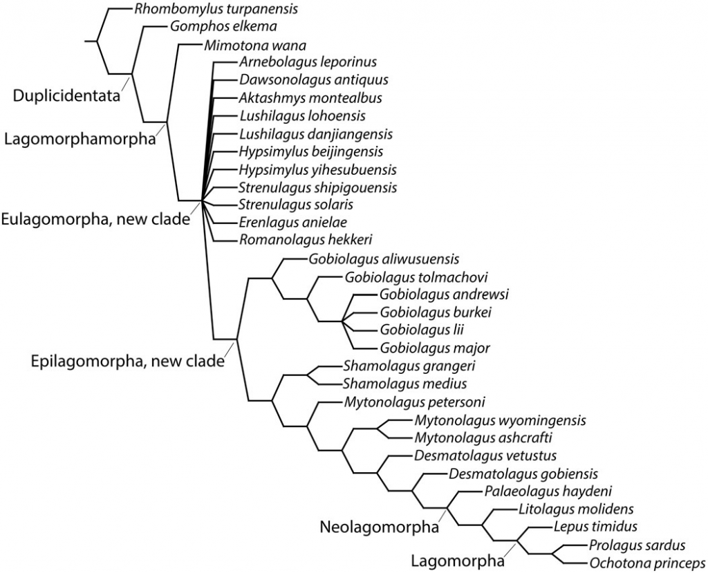 Родословное древо зайцеобразных, полученное методом филогенетического анализа. 