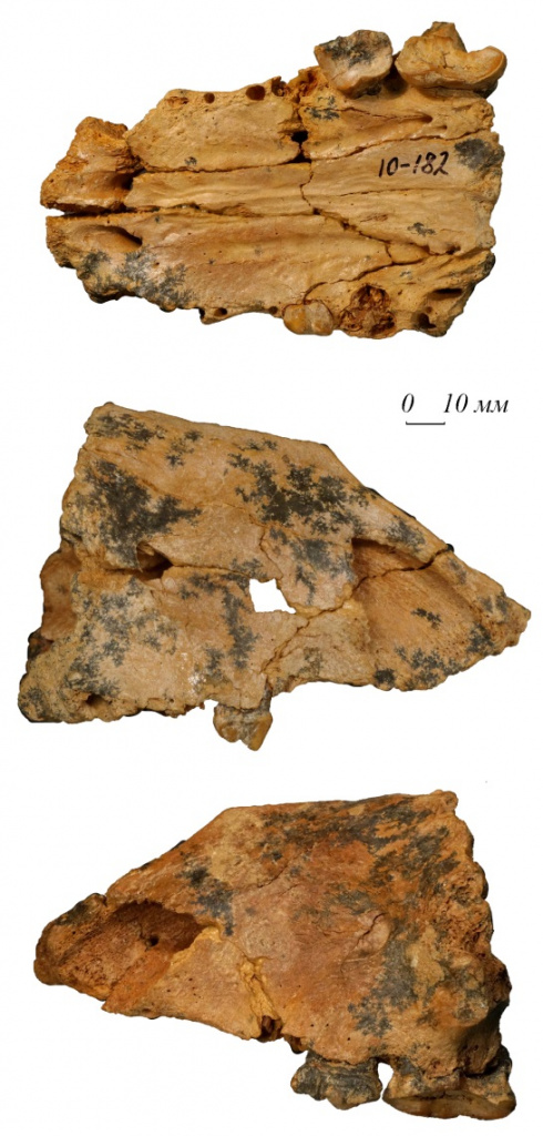 Фрагмент черепа этрусского медведя Ursus etruscus из пещеры Таврида, Крым.