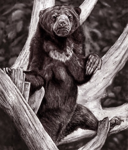 Малайский медведь из плейстоцена Вьетнама:  самый маленький медведь на свете в прошлом был крупнее 