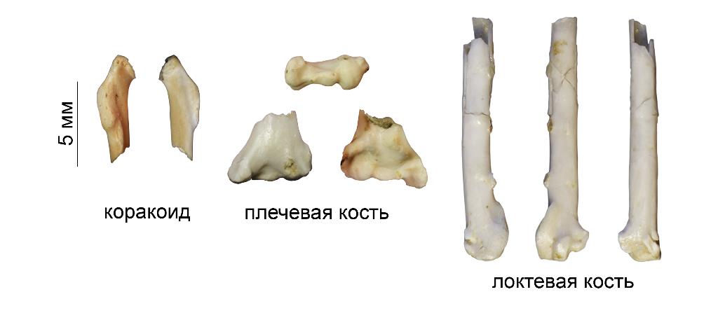 На Байкале найдены ископаемые тропические птицы – бородастики