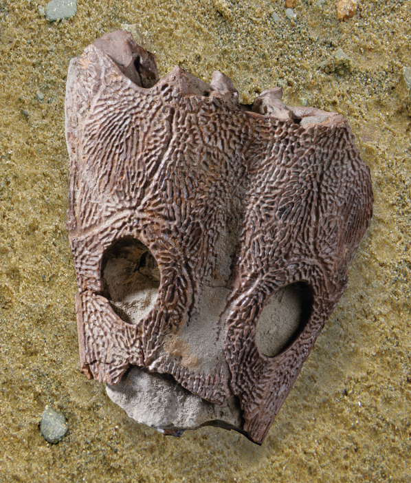 Фрагмент черепа лабиринтодонта тоозуха