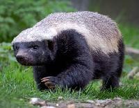 Неожиданная находка медоеда в плейстоцене Вьетнама