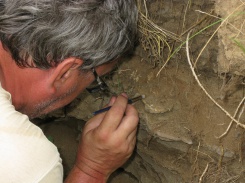 Начало раскопа черепа капитозаврида 