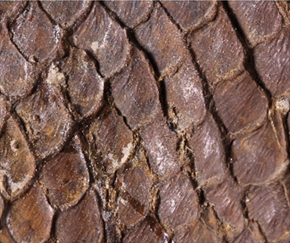 Эволюция лучеперых рыб в перми и триасе Кузнецкого бассейна