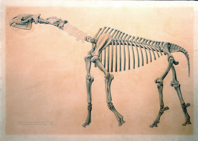 Скелет индрикотерия рисунок Н.А. Яньшинова выполнен под руководством профессора К.К. Флерова 1950 год
