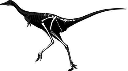 Парвикурсор – мелкий (но не карликовый) однопалый динозавр из позднего мела Монголии 