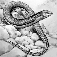 Желтопузик из Тавриды – первая находка ископаемых веретеницевых в Крыму