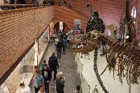 День Палеонтологического музея – 2023: итоги