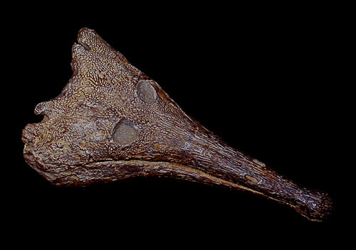 Череп амфибии Platyoposaurus (платиопозавра)