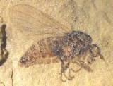 Палеоэнтомологи собрали в Бурятии 1500 ископаемых насекомых