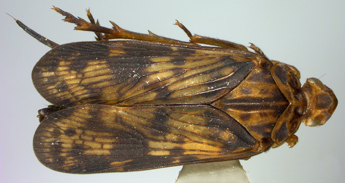 Хоботок как в мезозое: реликтовая цикадка открыта в тропиках Борнео