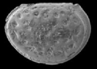 Находки силурийских остракод в Монголии