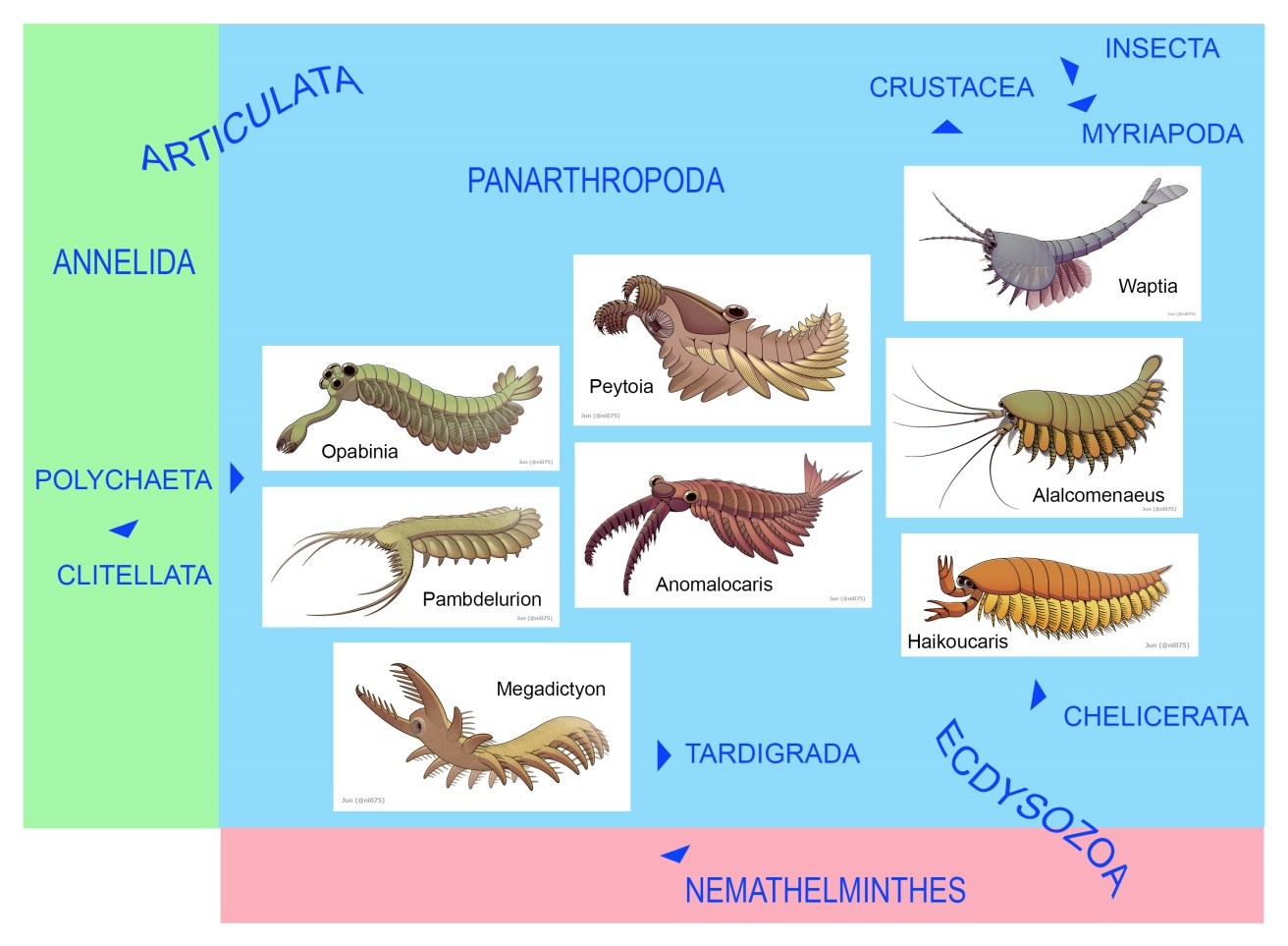 Столбовая дорога эволюции: от кольчатых червей к насекомым