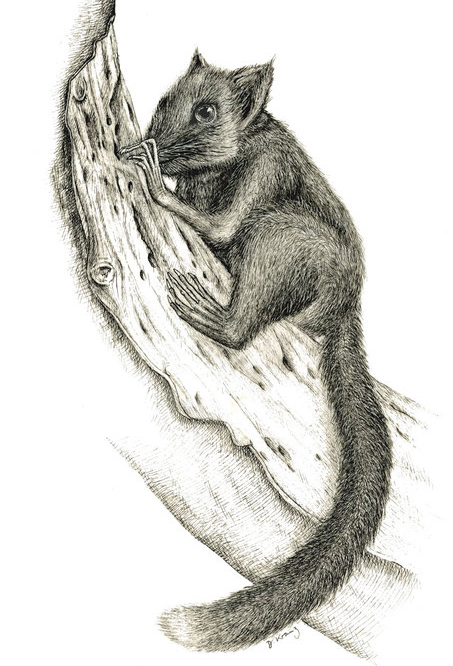 Палеогеновый истребитель вредителей леса: первый представитель древесных млекопитающих-апатемиид из Центральной Азии