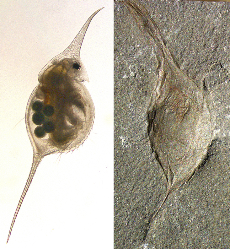 Черви, а не рачки: ответ на загадку конца палеозоя