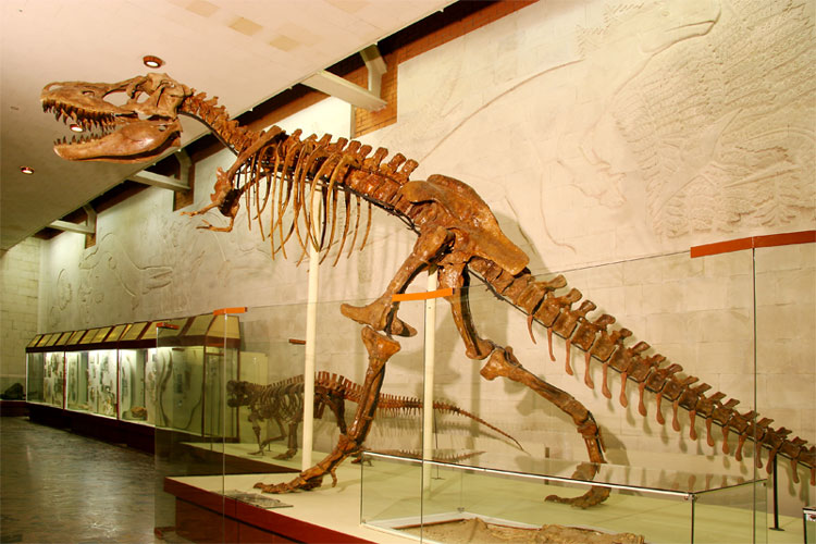Скелет тарбозавра