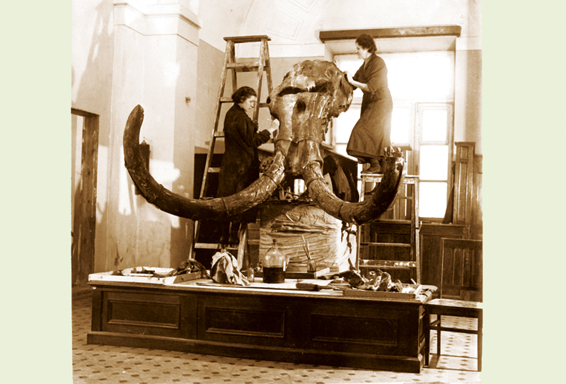 Монтаж черепа в старом музее 1938 год Жукова М.П. и Духова А.И.