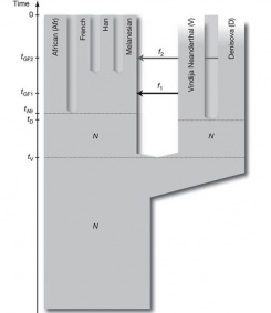 Наиболее вероятная реконструкция популяционной истории неандертальцев, денисовцев и сапиенсов
