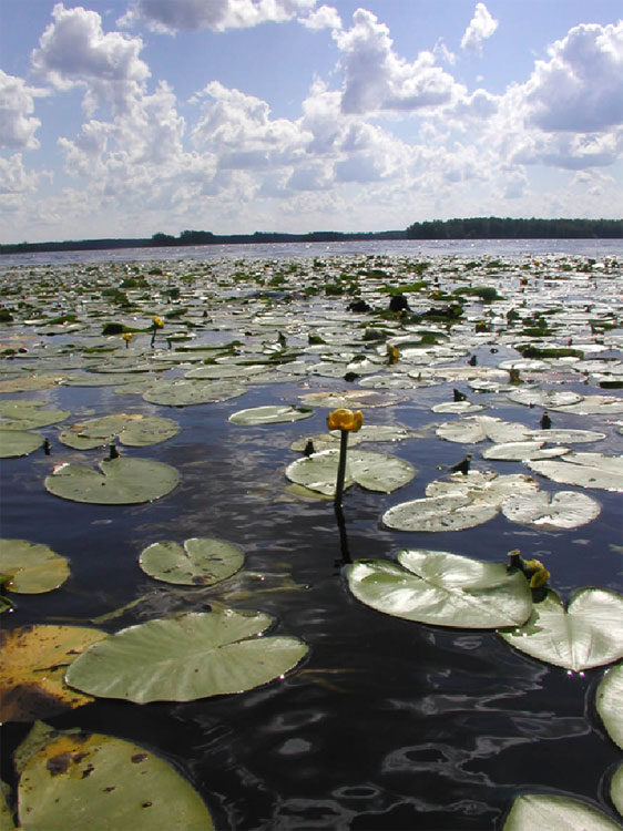 В это время на Унже цветут кубышки...