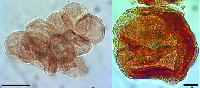 Необычная пыльца из ископаемых растений, не найденная в дисперсном виде: факты и гипотезы