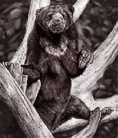 Малайский медведь из плейстоцена Вьетнама: самый маленький медведь на свете в прошлом был крупнее