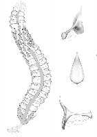 Находка ископаемой шишки помогла реконструировать триасовые хвойные Сибири