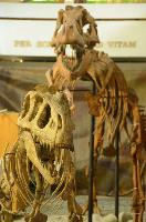 Открытие выставки «Динозавры в Крыму»
