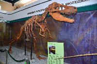Выставка «Динозавры в Крыму»