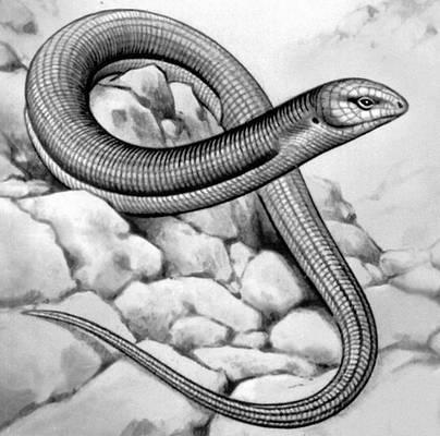 Желтопузик из Тавриды – первая находка ископаемых веретеницевых в Крыму