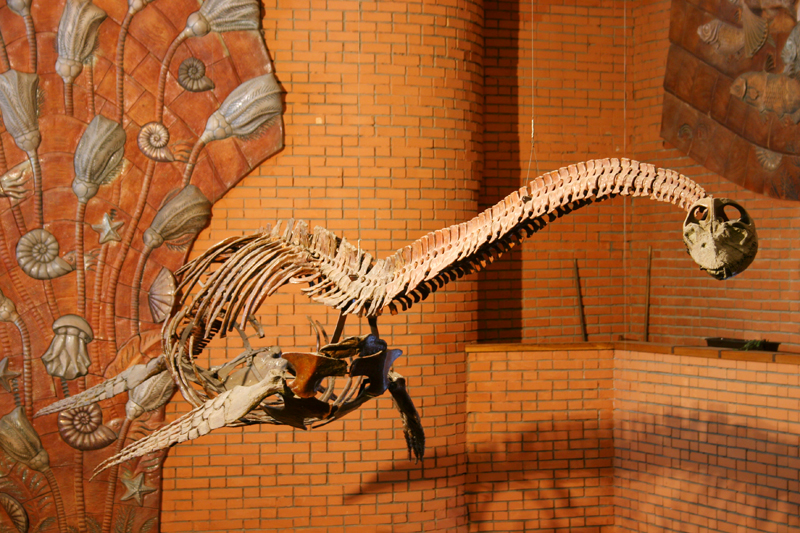 Скелет плезиозавра