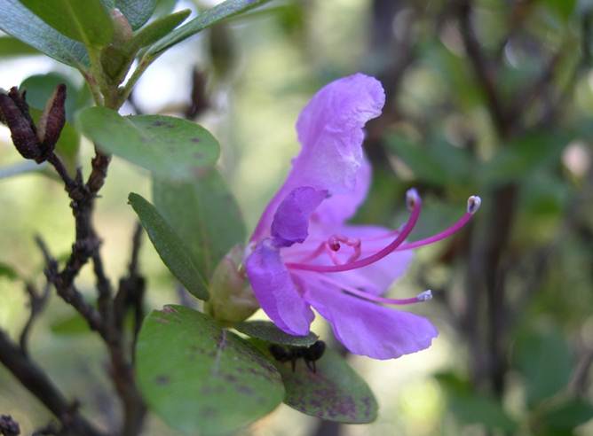 Даурский рододендрон Rhododendron dahuricum