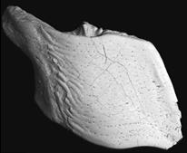 Лучеперые рыбы вятского века Нижегородской области