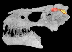 реконструкция мозга тарбозавра