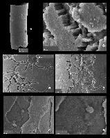 Хиолительминты – древнейшие многощетинковые черви?
