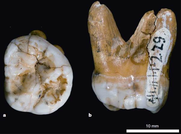 Зуб человека из Денисовой пещеры