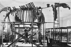 Монтаж скелета индрикотерия, 1938 год.