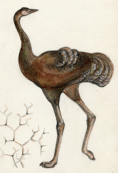 Древнейшие монгольские урмиорнисы – кузены африканских страусов