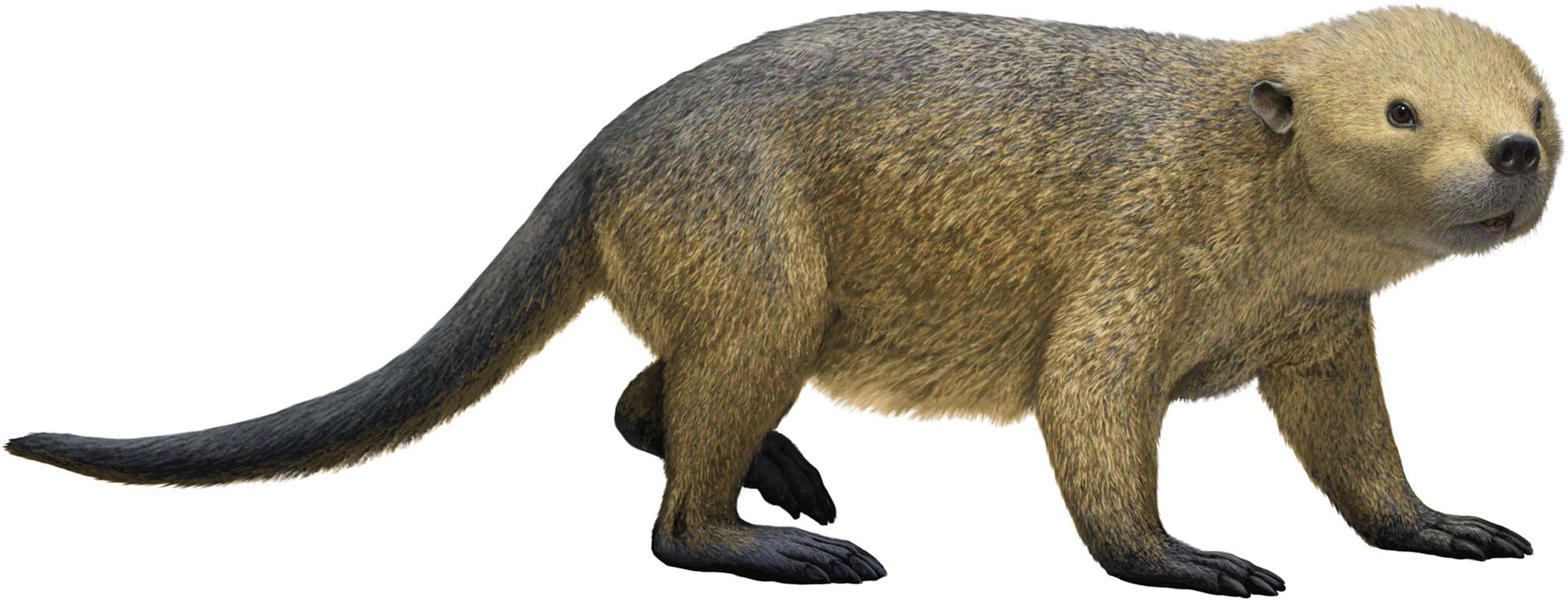 Бугинбаатар из позднего мела Монголии: родоначальник самых крупных многобугорчатых млекопитающих